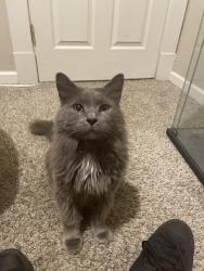 Reunited Unknown Cat last seen Millvale Community Library, Millvale, PA 15209