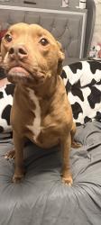 Lost Female Dog last seen Fields behind The Spinning Wheel restaurant, North Syracuse, NY 13212