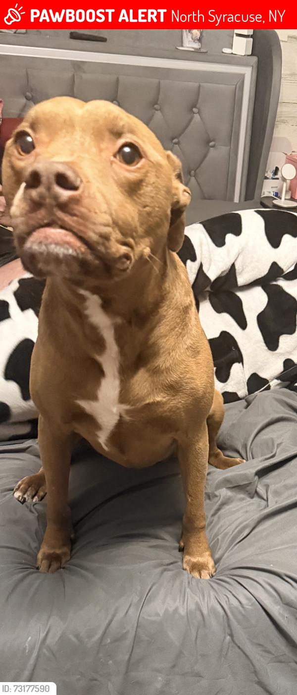 Lost Female Dog last seen Fields behind The Spinning Wheel restaurant, North Syracuse, NY 13212