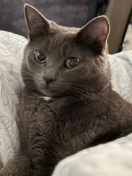 Lost Female Cat last seen Near the s, Canonsburg, PA 15317