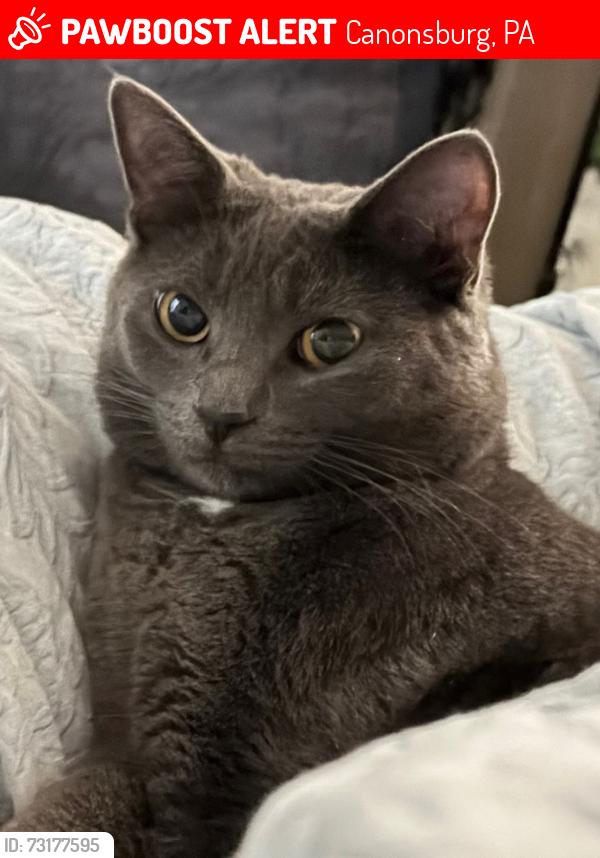 Lost Female Cat last seen Near the s, Canonsburg, PA 15317