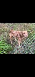 Found/Stray Female Dog last seen Stanwood way and Nuckols road, Wyndham, VA 23059