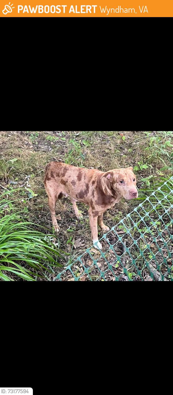 Found/Stray Female Dog last seen Stanwood way and Nuckols road, Wyndham, VA 23059