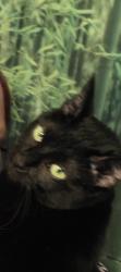 Reunited Female Cat last seen Shoreline amd Willow, Alameda, CA 94501