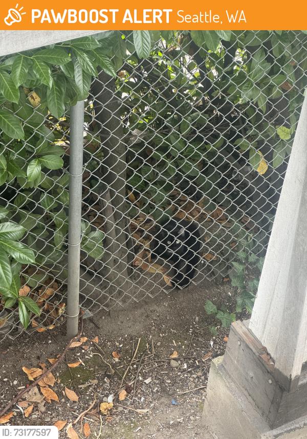 Found/Stray Female Cat last seen Bellevue and John, Seattle, WA 98102