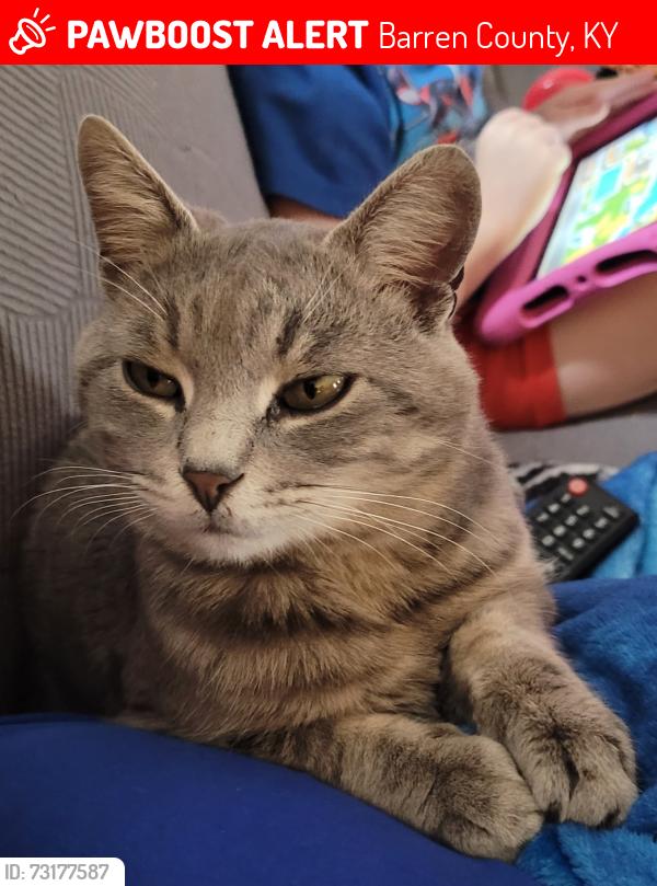 Lost Male Cat last seen Jack smith rd/Horton rigdon rd, Barren County, KY 42152