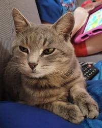 Lost Male Cat last seen Jack smith rd/Horton rigdon rd, Barren County, KY 42152