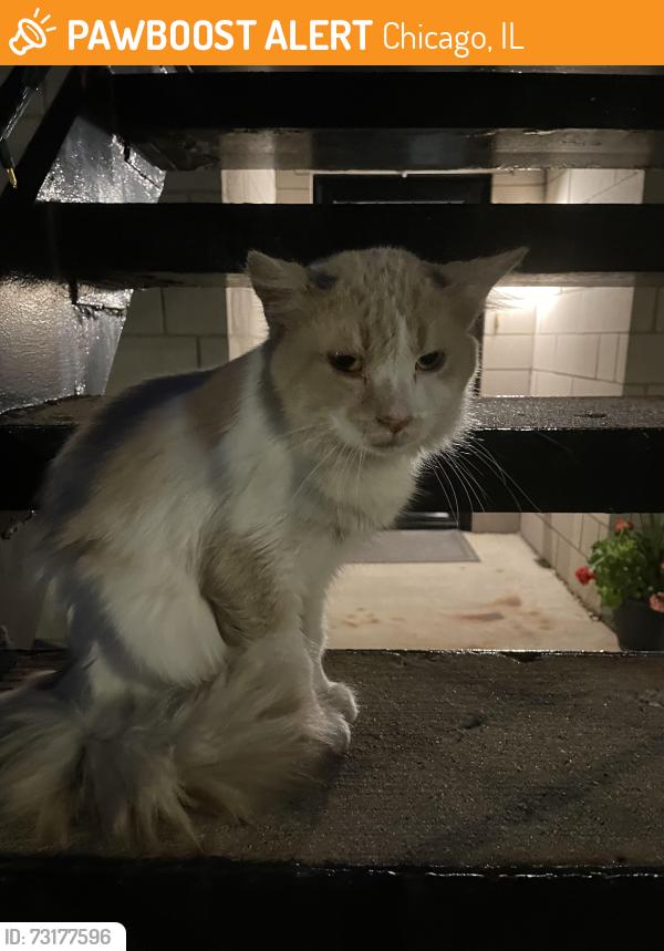 Found/Stray Unknown Cat last seen On the street under some cars, Chicago, IL 60608