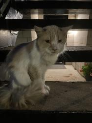 Found/Stray Unknown Cat last seen On the street under some cars, Chicago, IL 60608