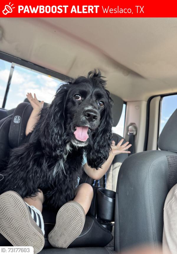Lost Male Dog last seen Near and milanos, Weslaco, TX 78596