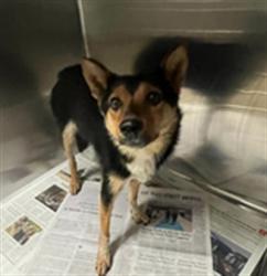 Shelter Stray Female Dog last seen , 14409 Vanowen St, Van Nuys, CA 91405, USA