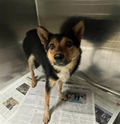 Shelter Stray Female Dog last seen , 14409 Vanowen St, Van Nuys, CA 91405, USA