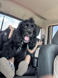 Lost Male Dog last seen Near and milanos, Weslaco, TX 78596