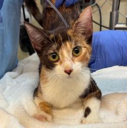 Shelter Stray Female Cat last seen , 3201 Lacy St, Los Angeles, CA 90031, USA