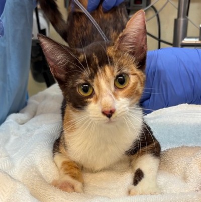 Shelter Stray Female Cat last seen , 3201 Lacy St, Los Angeles, CA 90031, USA