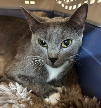 Shelter Stray Female Cat last seen , 3201 Lacy St, Los Angeles, CA 90031, USA