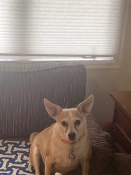 Lost Female Dog last seen Longmont public library or king soopers on pace st, Longmont, CO 80501