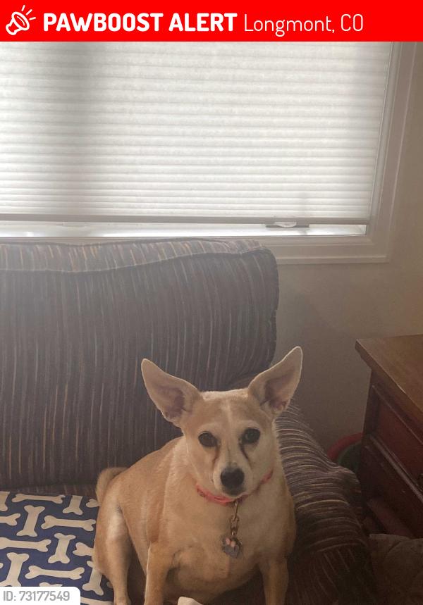 Lost Female Dog last seen Longmont public library or king soopers on pace st, Longmont, CO 80501