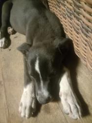 Found/Stray Female Dog last seen Mineral Springs near Jessamine Rd, Lexington, SC 29073