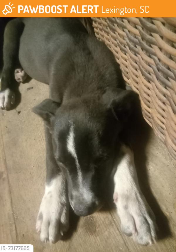 Found/Stray Female Dog last seen Mineral Springs near Jessamine Rd, Lexington, SC 29073