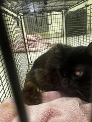 Shelter Stray Male Cat last seen OAK/THORTON, 1950 Stevenson Blvd, Fremont, CA 94538, USA