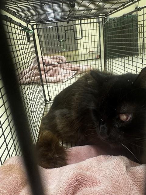 Shelter Stray Male Cat last seen OAK/THORTON, 1950 Stevenson Blvd, Fremont, CA 94538, USA