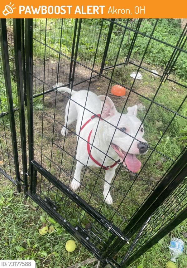 Found/Stray Female Dog last seen Inman, Akron, OH 44306