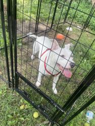 Found/Stray Female Dog last seen Inman, Akron, OH 44306
