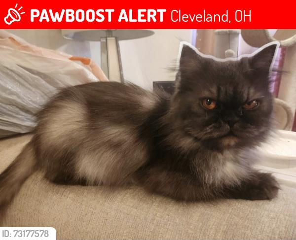 Lost Female Cat last seen West 127 Street, Cleveland, OH 44135
