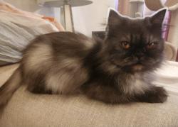 Lost Female Cat last seen West 127 Street, Cleveland, OH 44135