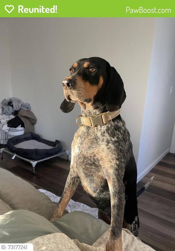 Reunited Female Dog last seen Calhoun Hwy, Shannon, GA 30161