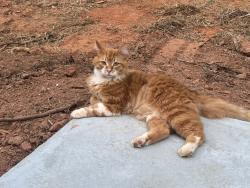 Lost Male Cat last seen Sandown Creek subdivision, Peachtree City, GA 30269