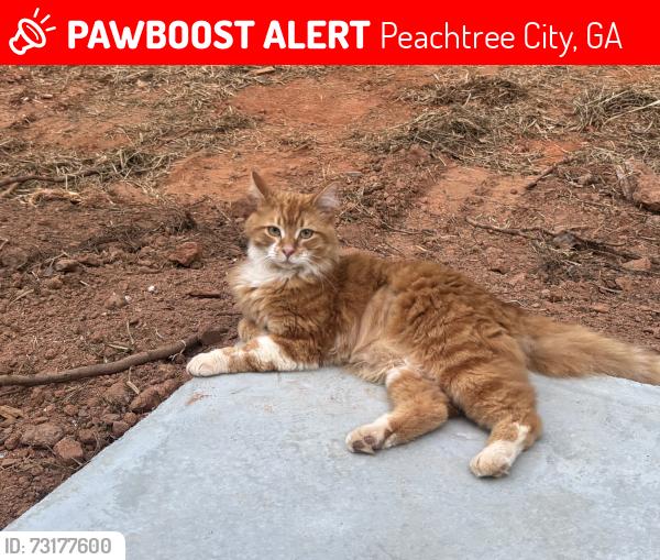 Lost Male Cat last seen Sandown Creek subdivision, Peachtree City, GA 30269