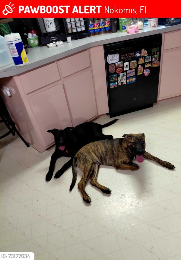 Lost Male Dog last seen He was near the legacy trail by nokomis park., Nokomis, FL 34275