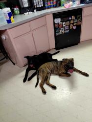 Lost Male Dog last seen He was near the legacy trail by nokomis park., Nokomis, FL 34275