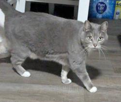 Lost Female Cat last seen Barnes bridge AND vía del norte, Mesquite, TX 75150