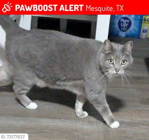 Lost Female Cat last seen Barnes bridge AND vía del norte, Mesquite, TX 75150