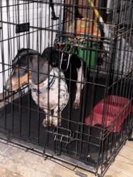 Reunited Male Dog last seen neighborhood street, Cypress, TX 77433