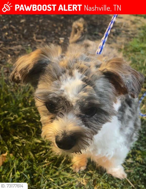 Lost Male Dog last seen Castlegate, Nashville, TN 37217