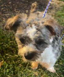 Lost Male Dog last seen Castlegate, Nashville, TN 37217