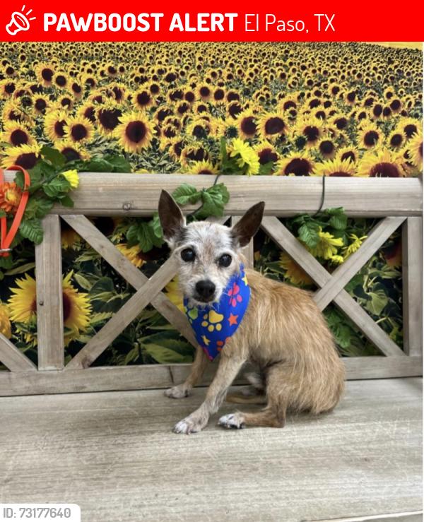 Lost Male Dog last seen Frankfort, El Paso, TX 79930