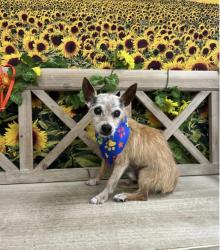 Lost Male Dog last seen Frankfort, El Paso, TX 79930