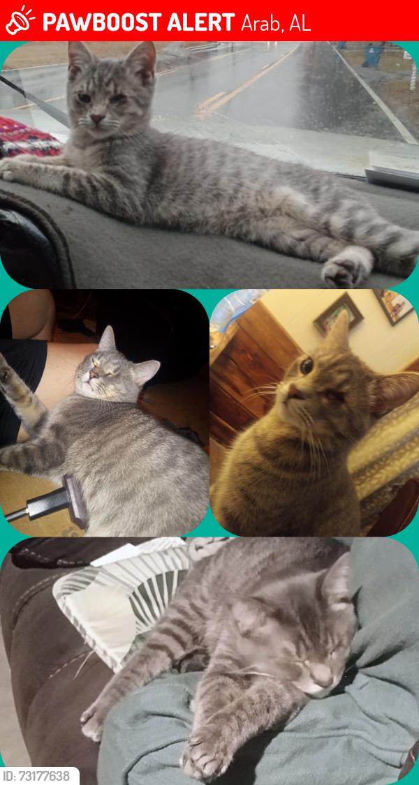 Lost Male Cat last seen Brasher Chapel, Arab, AL 35016