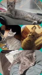 Lost Male Cat last seen Brasher Chapel, Arab, AL 35016