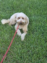 Reunited Female Dog last seen Cypress creek lake dr, Houston, TX 77433