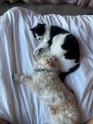 Reunited Female Cat last seen 21st & Market Oakland, Oakland, CA 94607