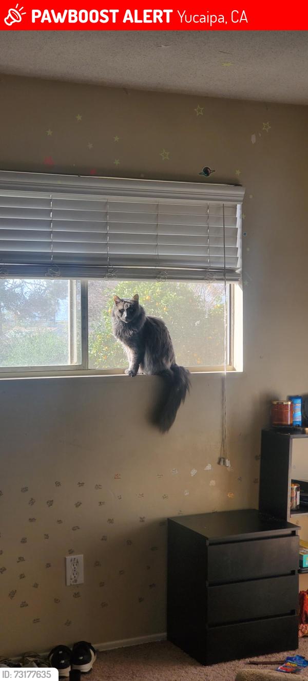 Lost Female Cat last seen Bryant and countyline, Yucaipa, CA 92399