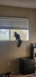 Lost Female Cat last seen Bryant and countyline, Yucaipa, CA 92399