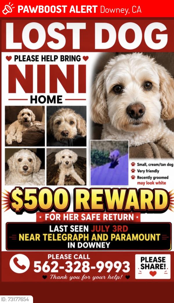 Lost Female Dog last seen Telegraph, Downey, CA 90241