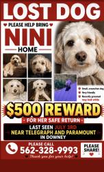 Lost Female Dog last seen Telegraph, Downey, CA 90241